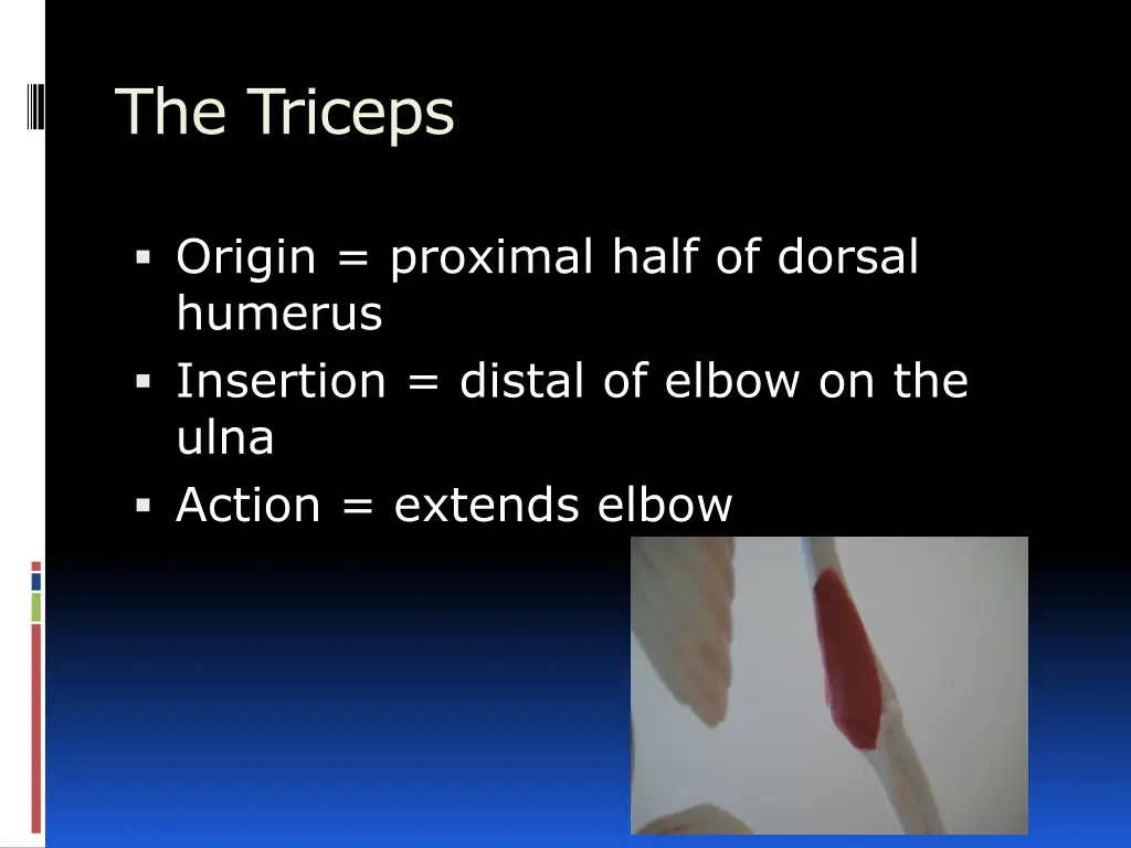 the triceps