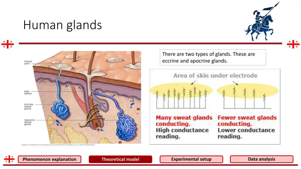 human glands