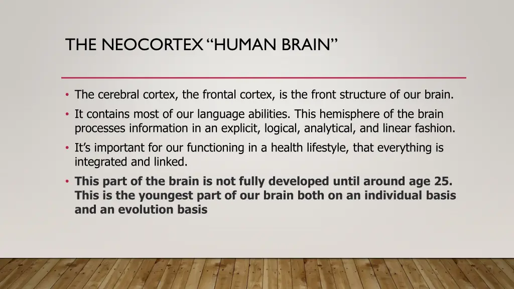 the neocortex human brain