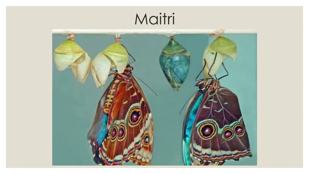 maitri