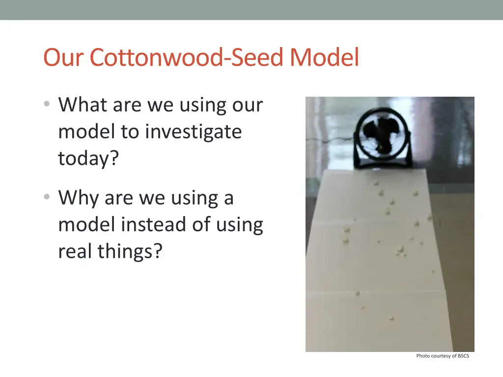 our cottonwood seed model 1