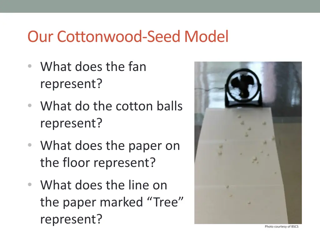 our cottonwood seed model