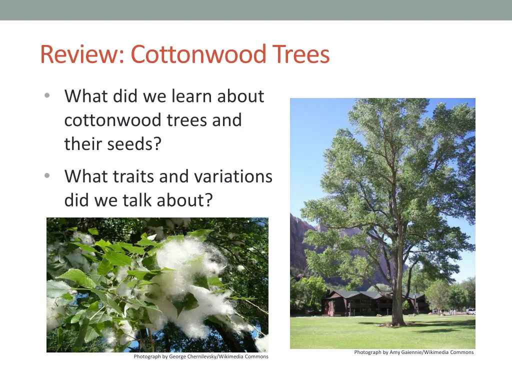 review cottonwood trees