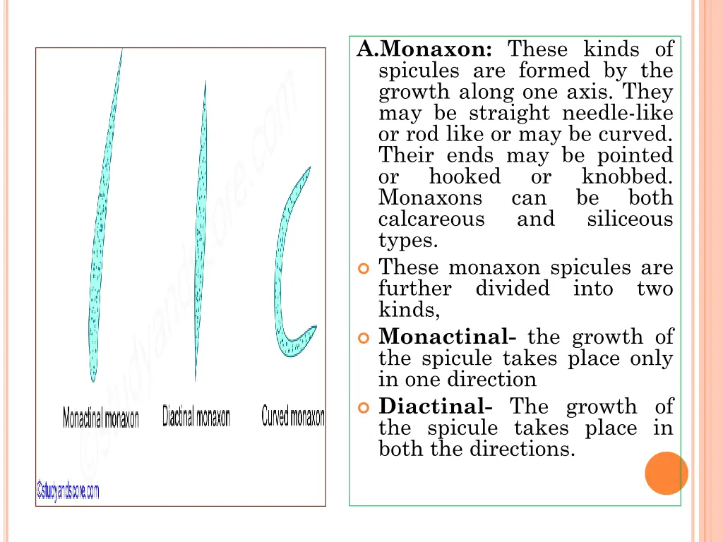 a monaxon these kinds of spicules are formed