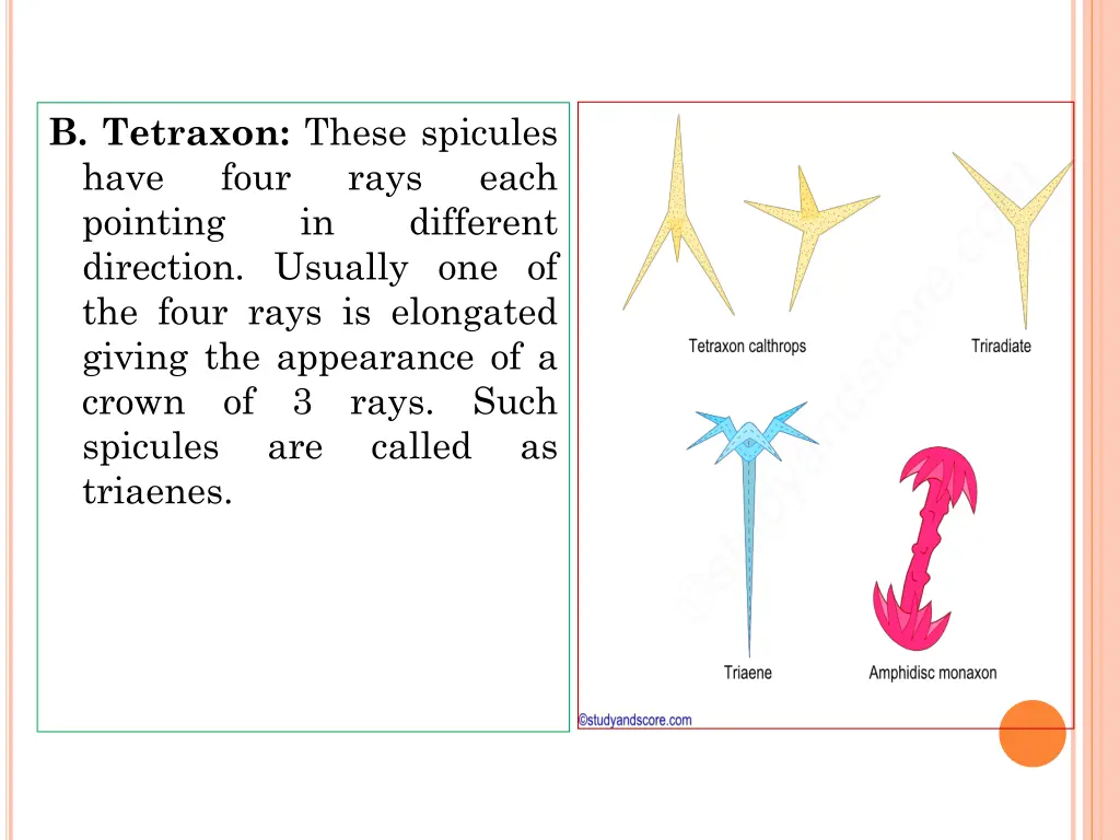 b tetraxon these spicules have four pointing