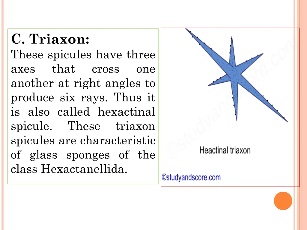 c triaxon these spicules have three axes that
