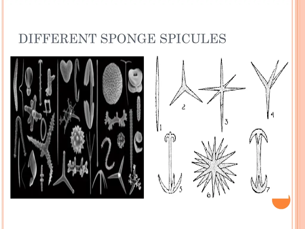 different sponge spicules