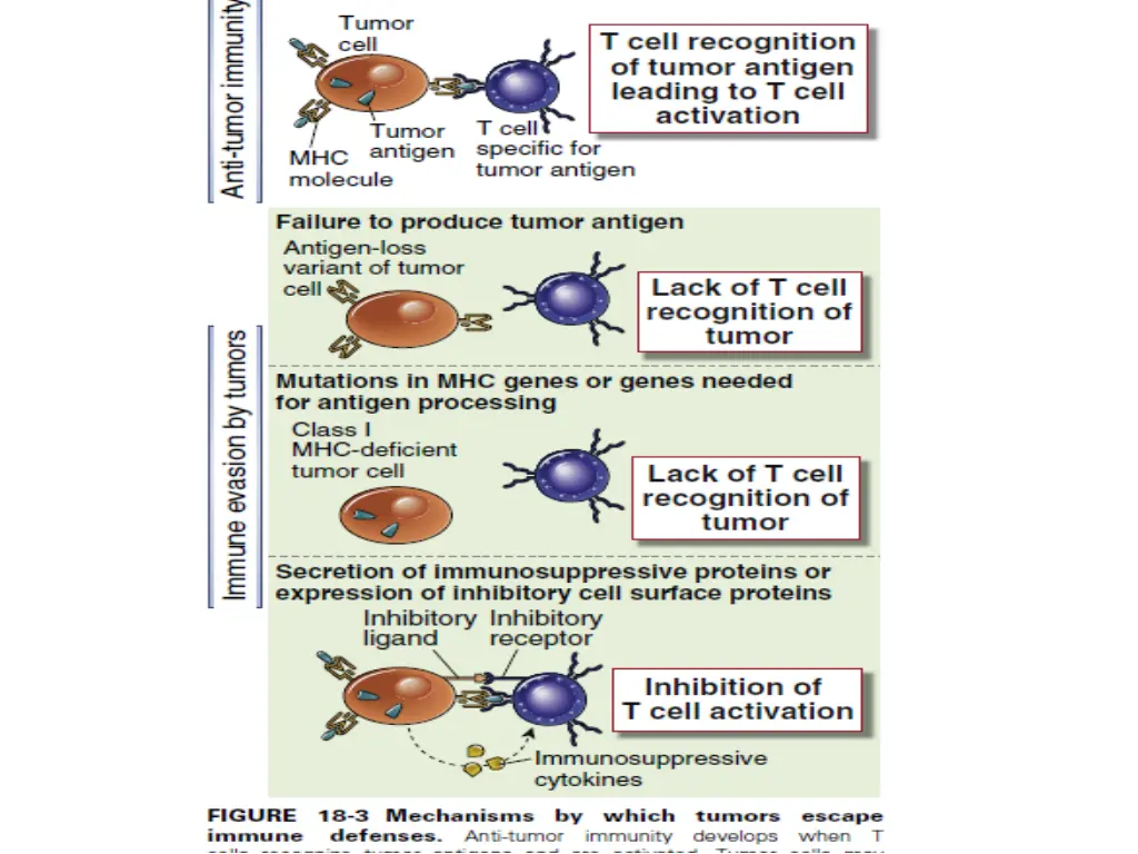 slide19
