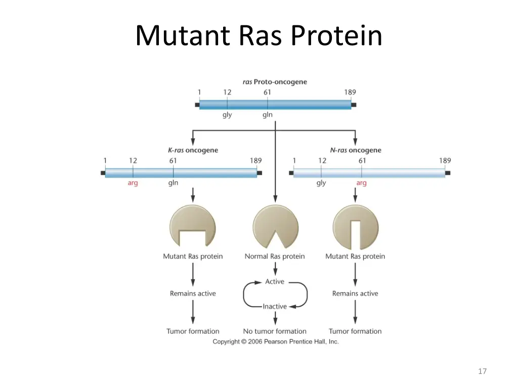 mutant ras protein