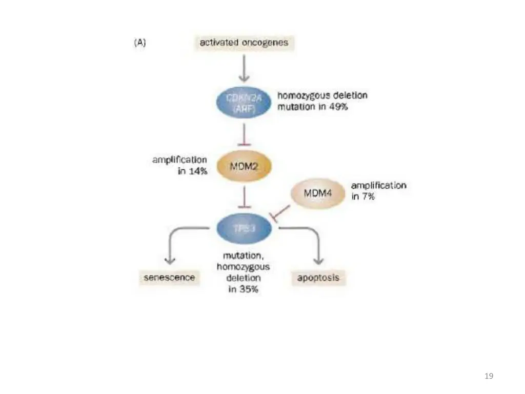 slide19