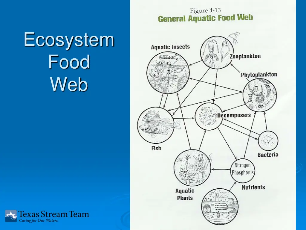 ecosystem food web