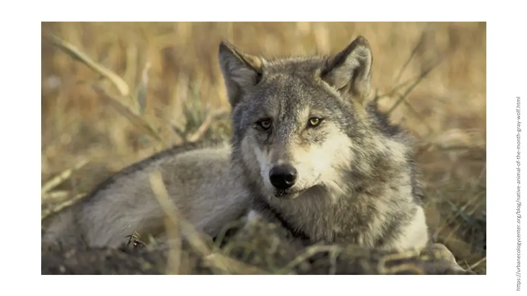https urbanecologycenter org blog native animal 1