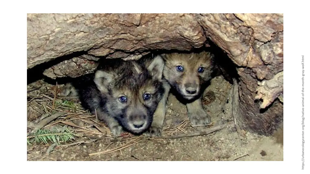 https urbanecologycenter org blog native animal