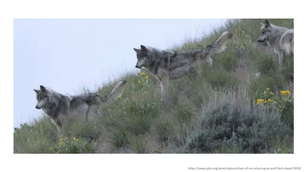 https www pbs org wnet nature river of no return