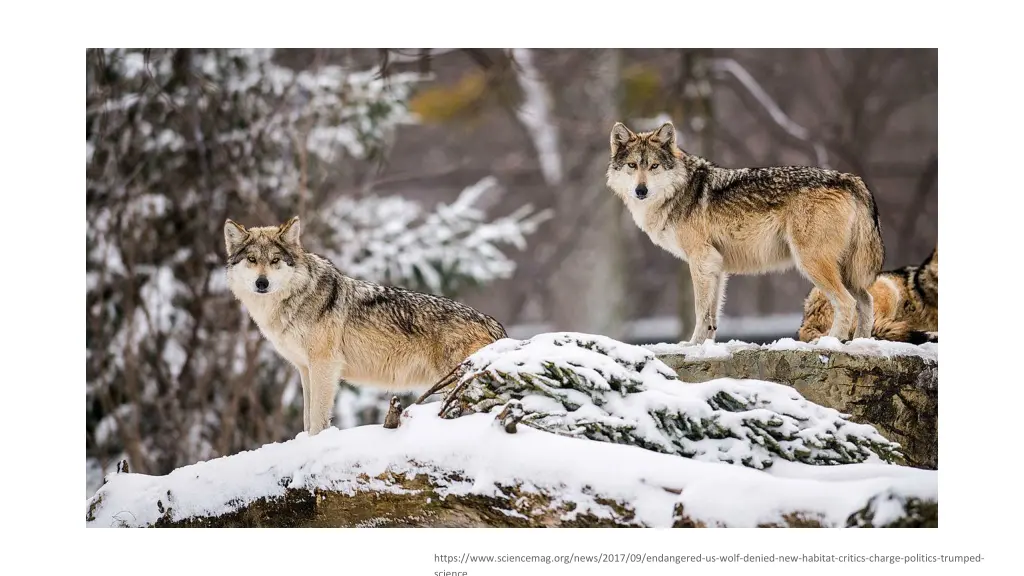 https www sciencemag org news 2017 09 endangered