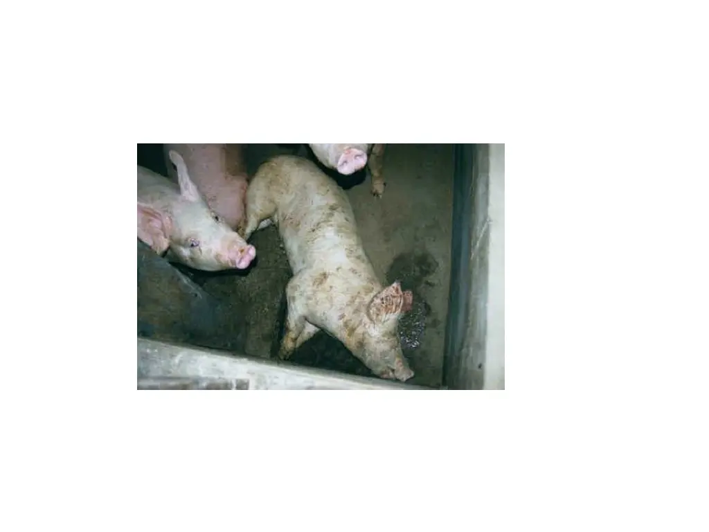 slide8