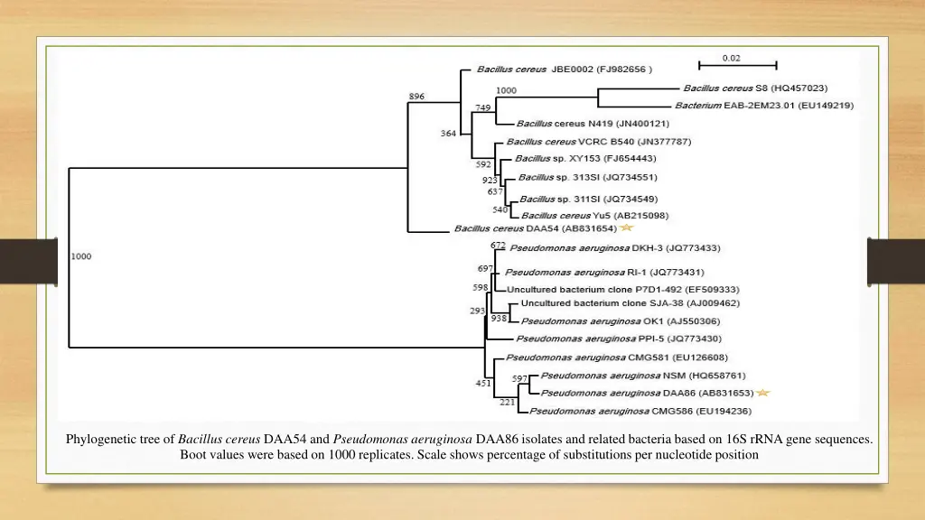 phylogenetic tree of bacillus cereus daa54