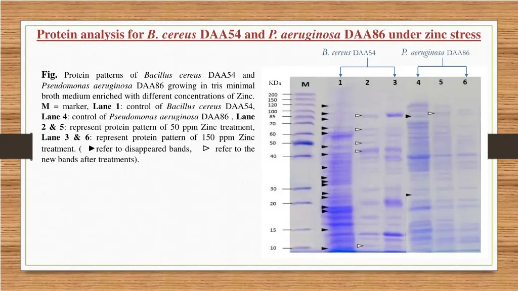 protein analysis for b cereus daa54