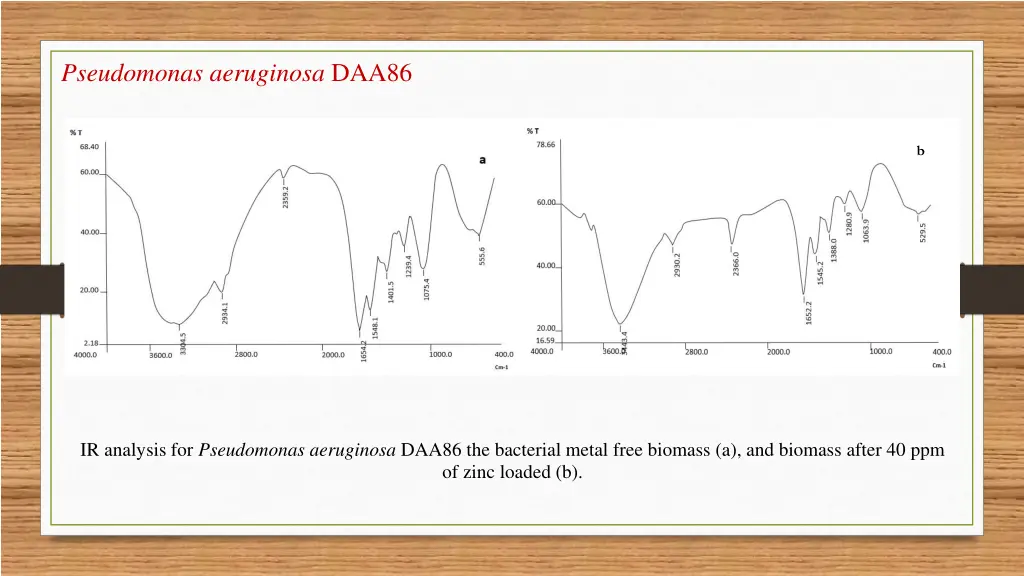 pseudomonas aeruginosa daa86