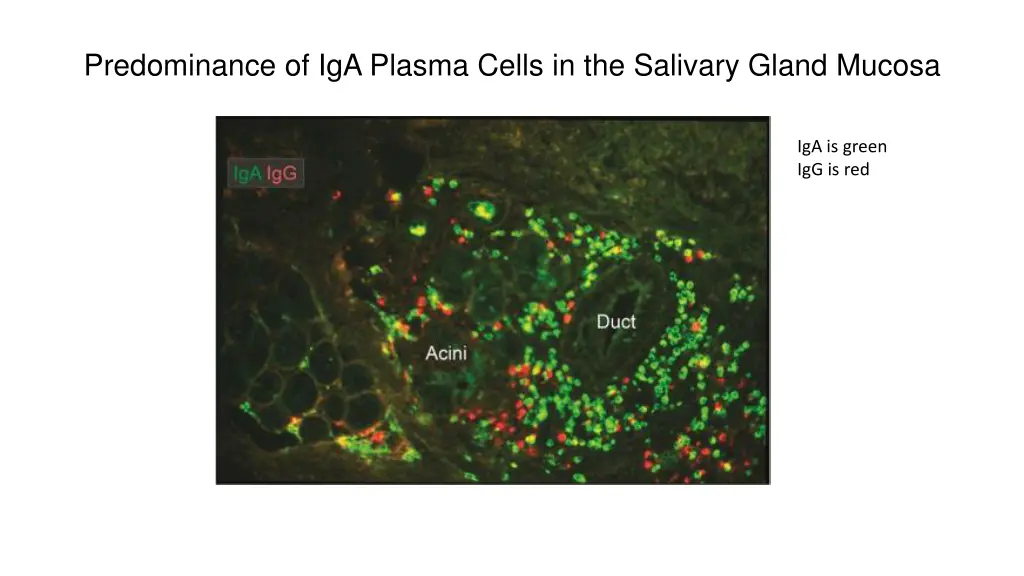 predominance of iga plasma cells in the salivary