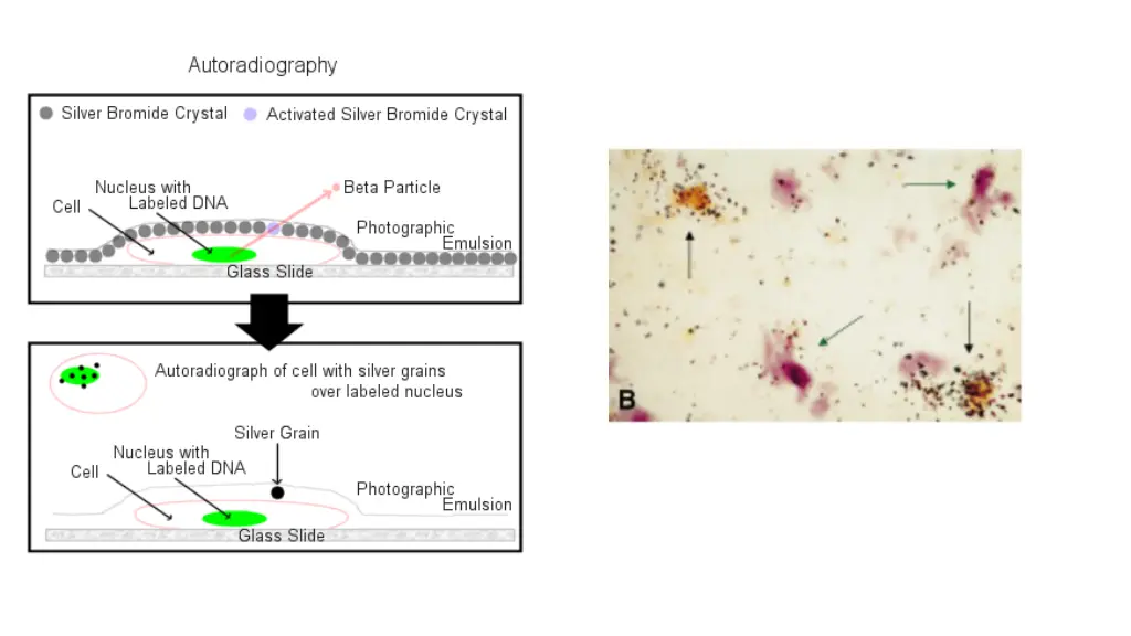 slide19