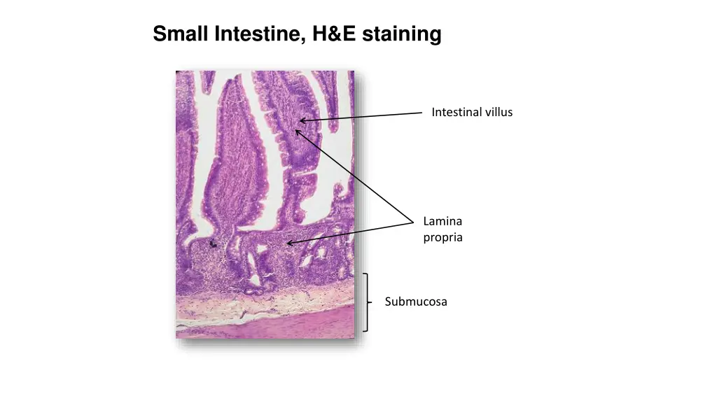 small intestine h e staining