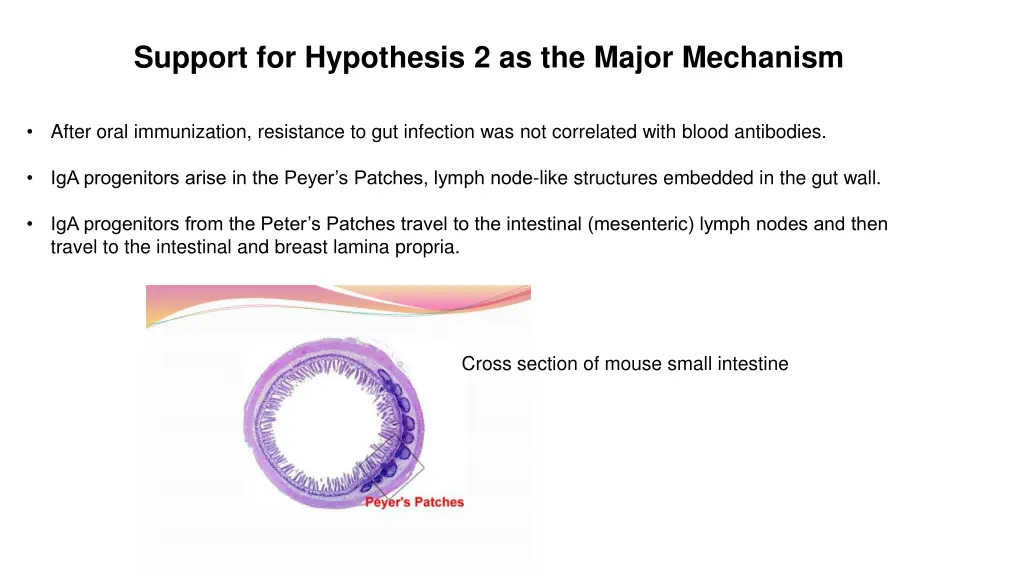 support for hypothesis 2 as the major mechanism