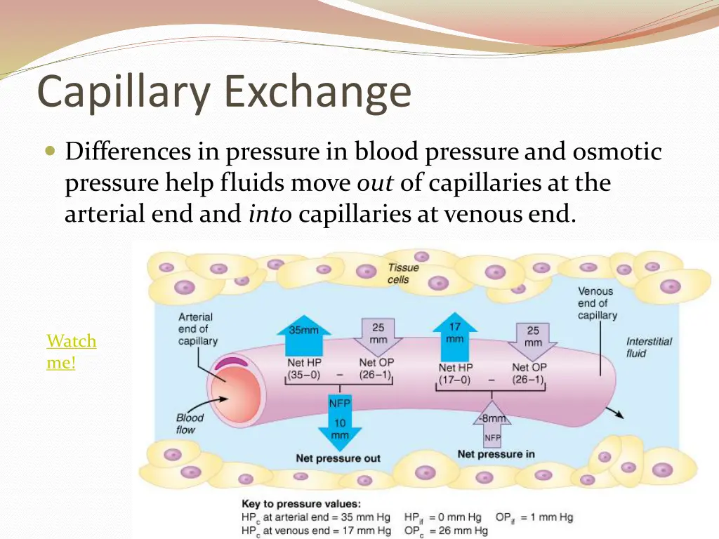 capillary exchange 3