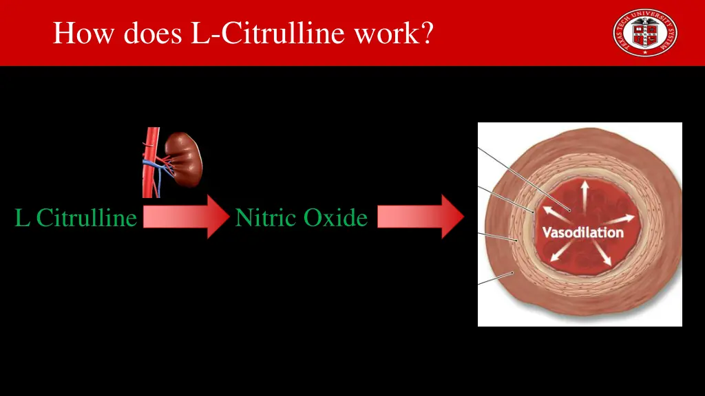 how does l citrulline work