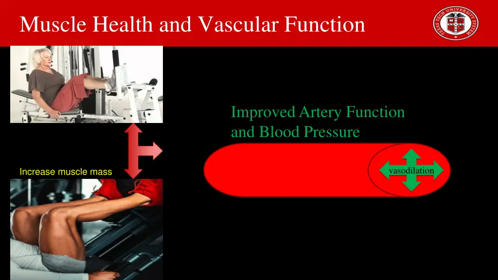 muscle health and vascular function
