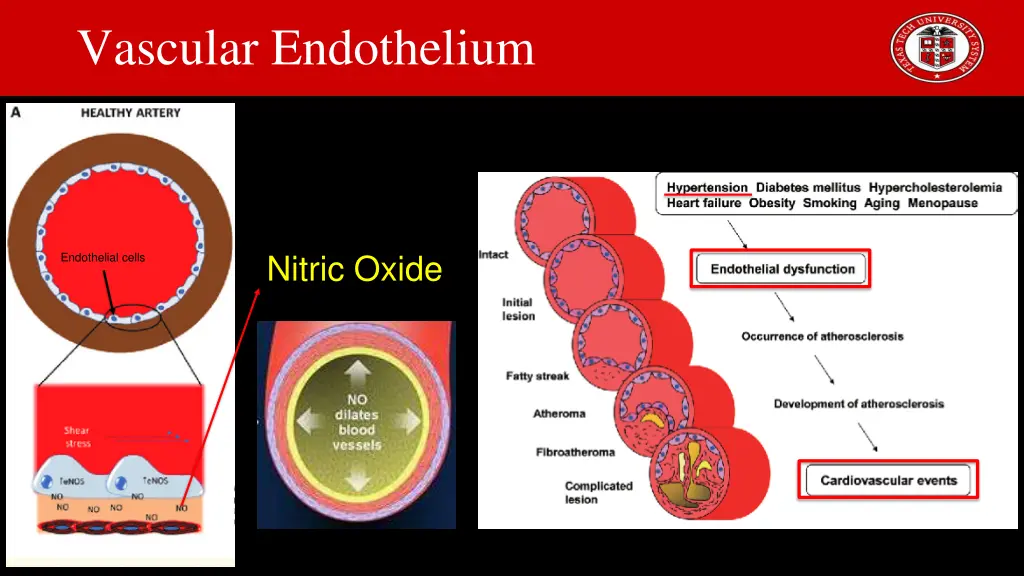 vascular endothelium