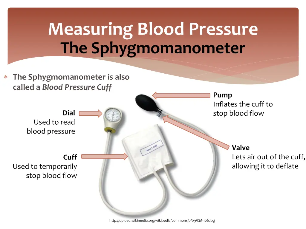 measuring blood pressure the sphygmomanometer