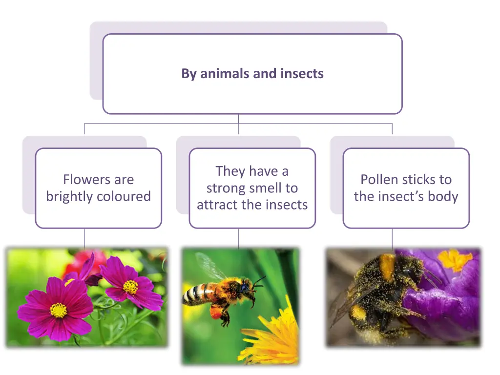 by animals and insects