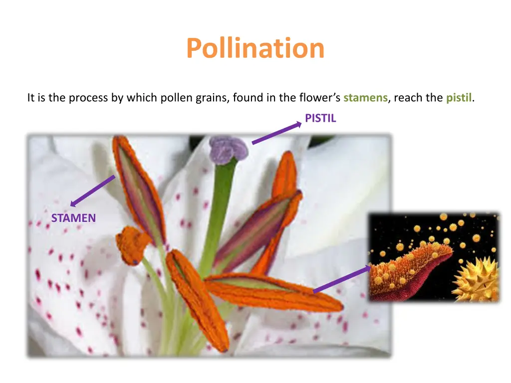 pollination