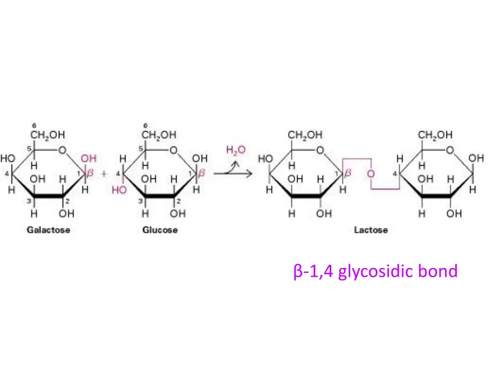 1 4 glycosidic bond