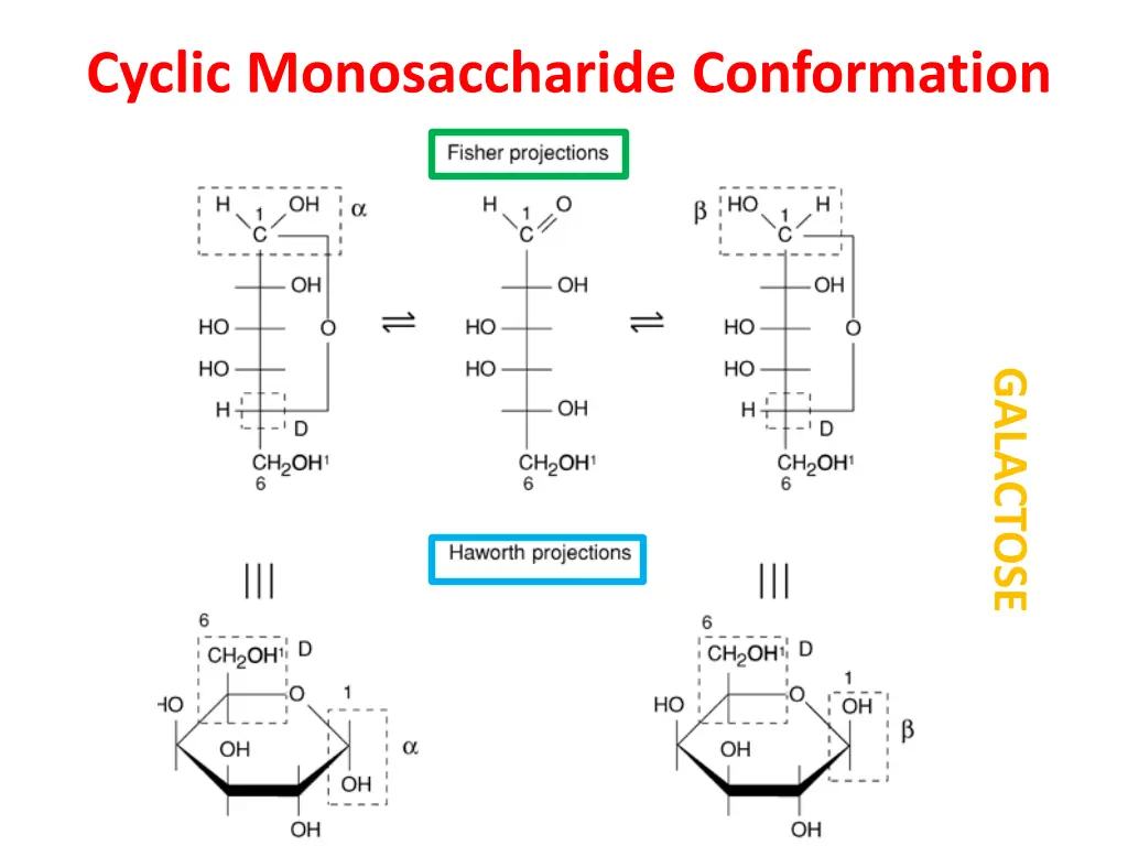 cyclic monosaccharide conformation