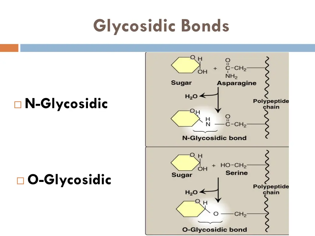 glycosidic bonds