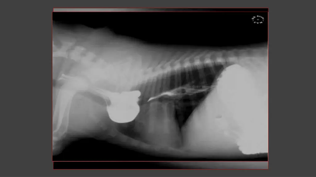 slide17