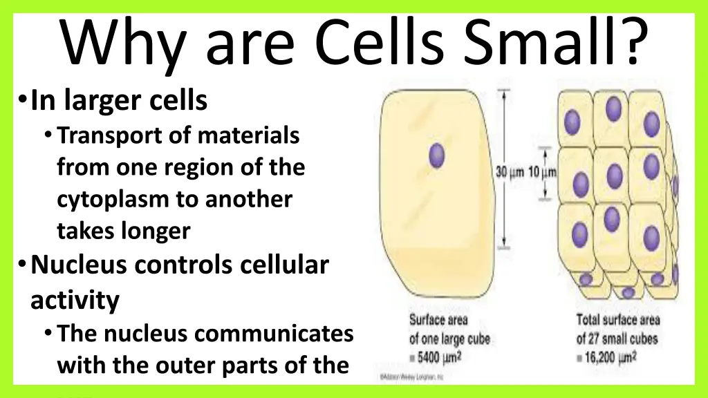 why are cells small in larger cells transport