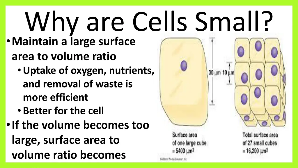 why are cells small maintain a large surface area