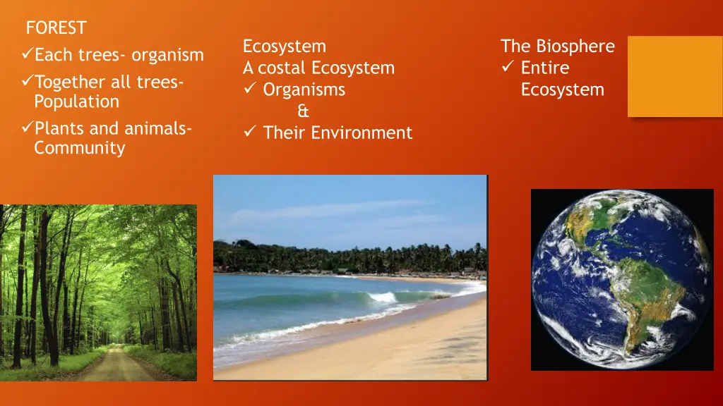 forest each trees organism together all trees