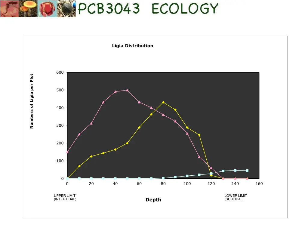 ligia distribution