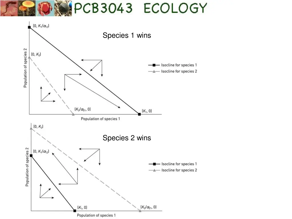 species 1 wins