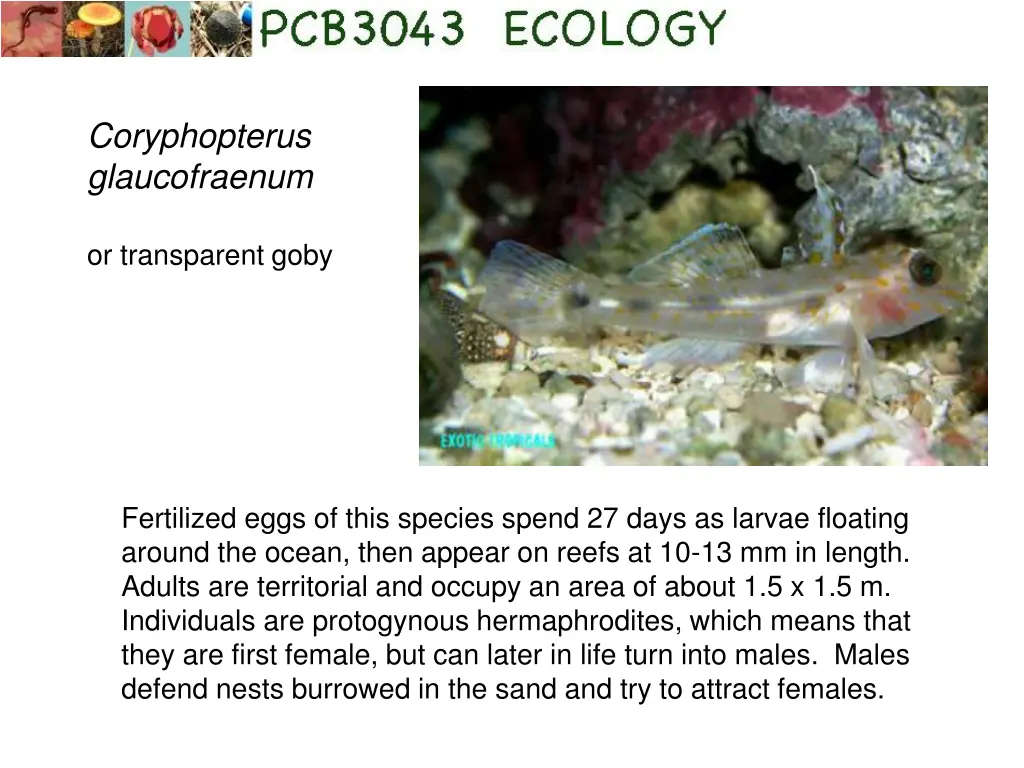 coryphopterus glaucofraenum