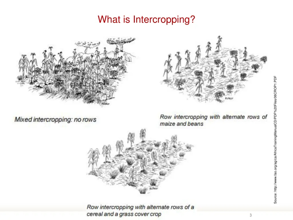 what is intercropping 1
