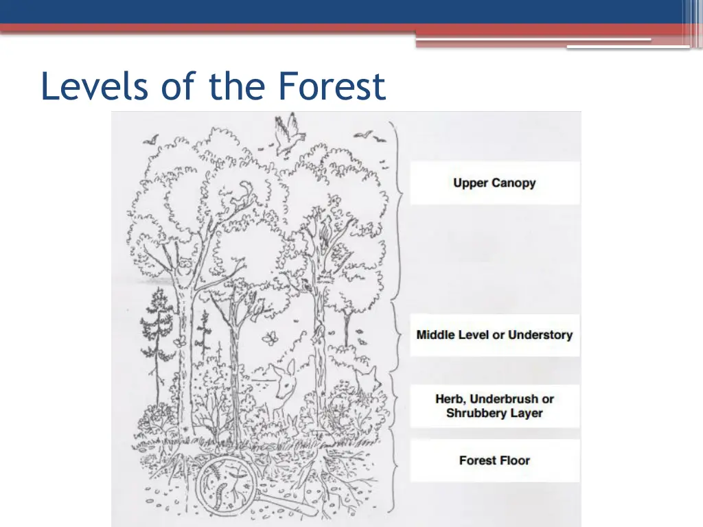 levels of the forest