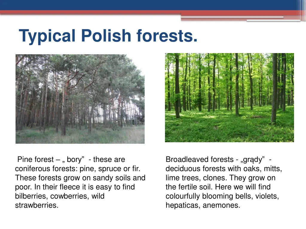 typical polish forests