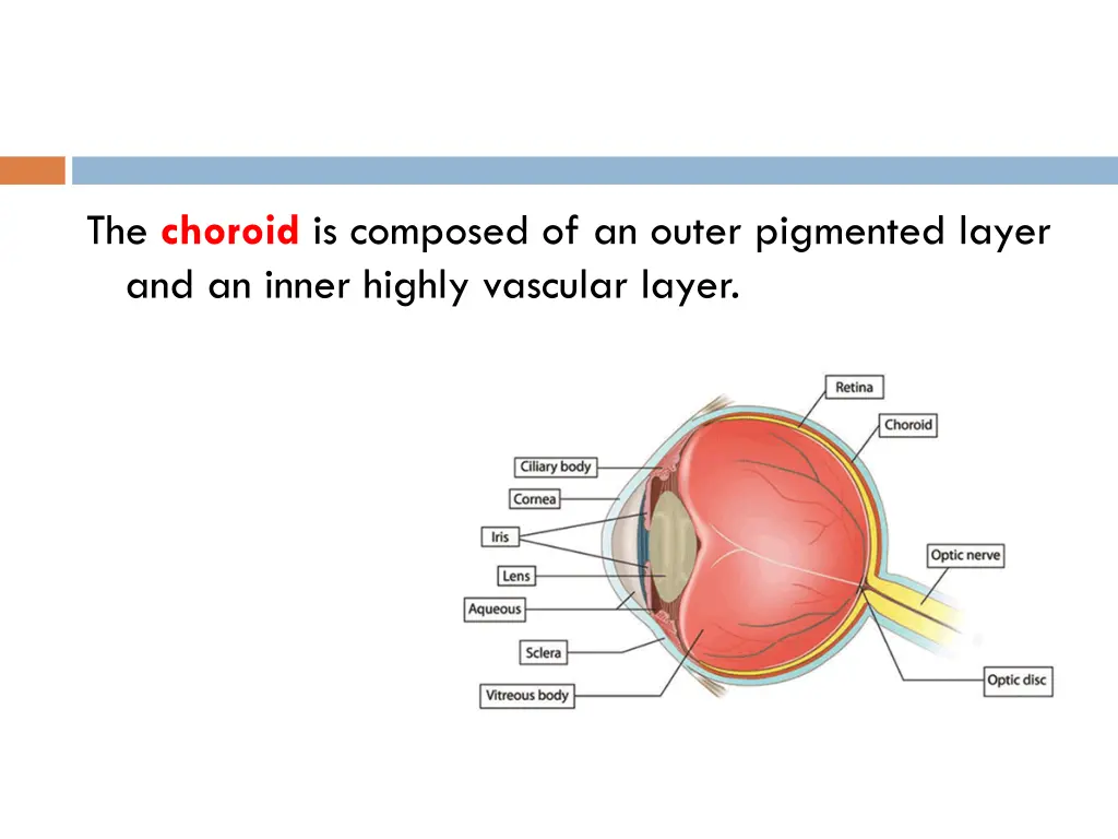 the choroid is composed of an outer pigmented
