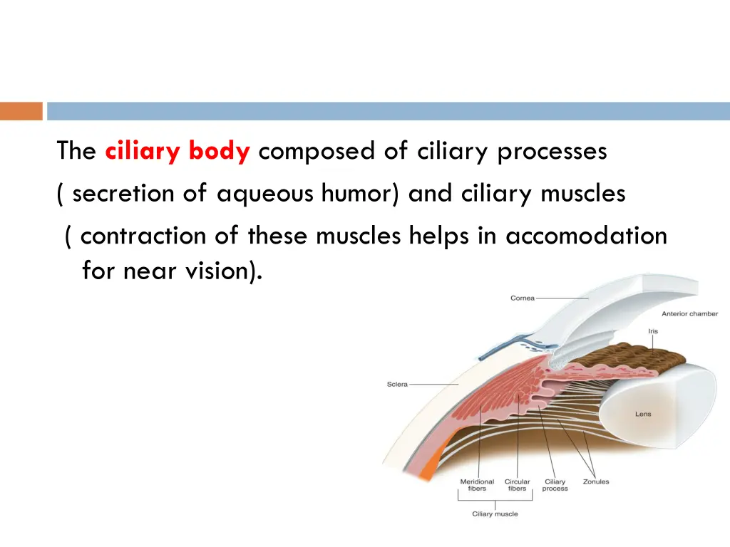 the ciliary body composed of ciliary processes