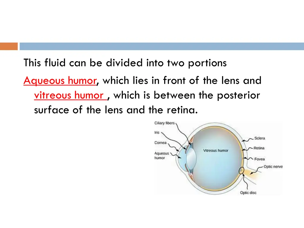 this fluid can be divided into two portions